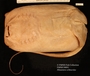 FMNH_94891_Himantura_schmardae_left_lateral_ventral_view_IMG_2377